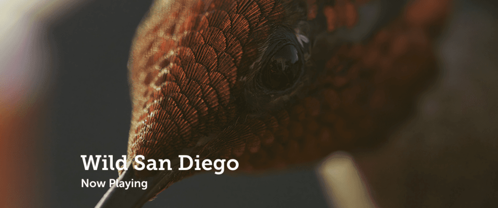 Wild San Diego