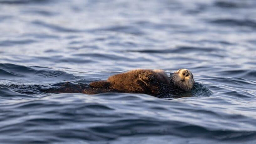 Sea Otters: A Wild Family Adventure