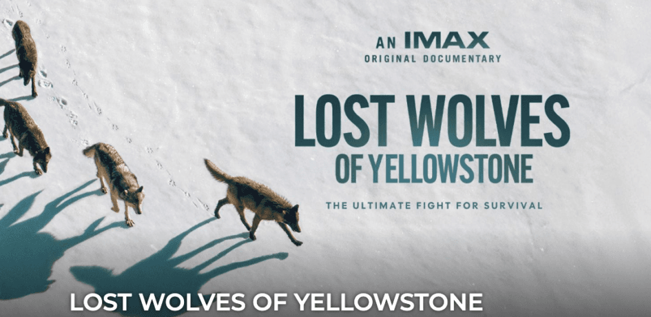 Lost Wolves of Yellowstone