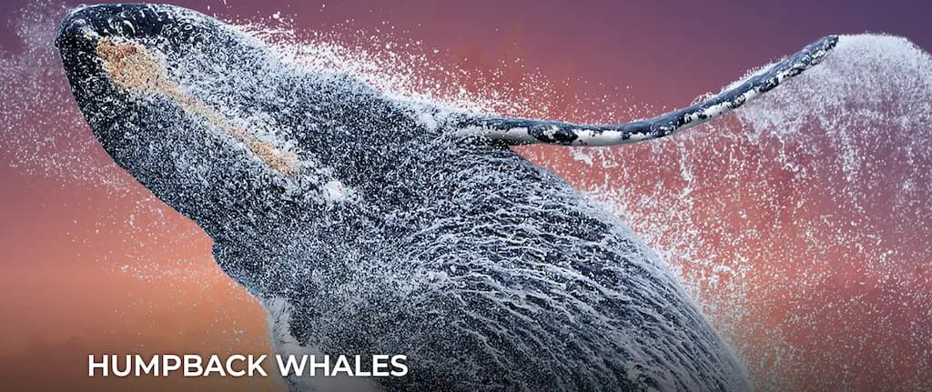 Humpback Whales