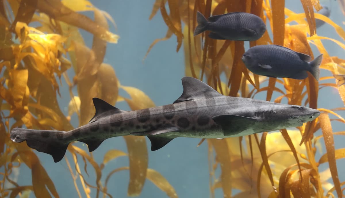 Shark Summer at Birch Aquarium