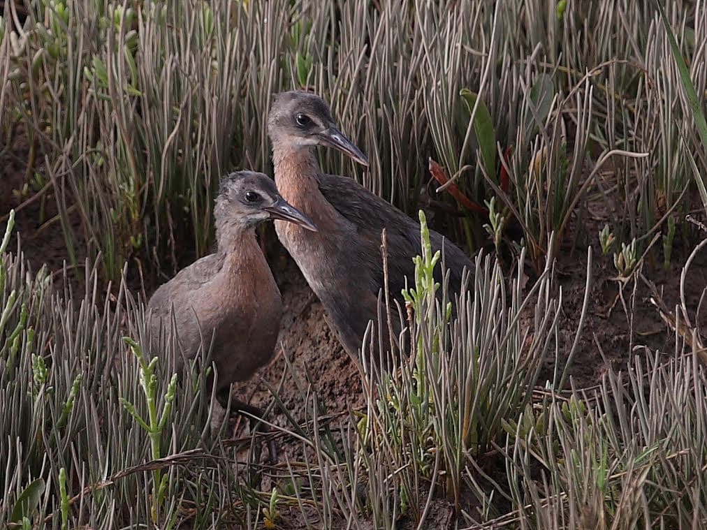 Wander the Wetlands - Work Party