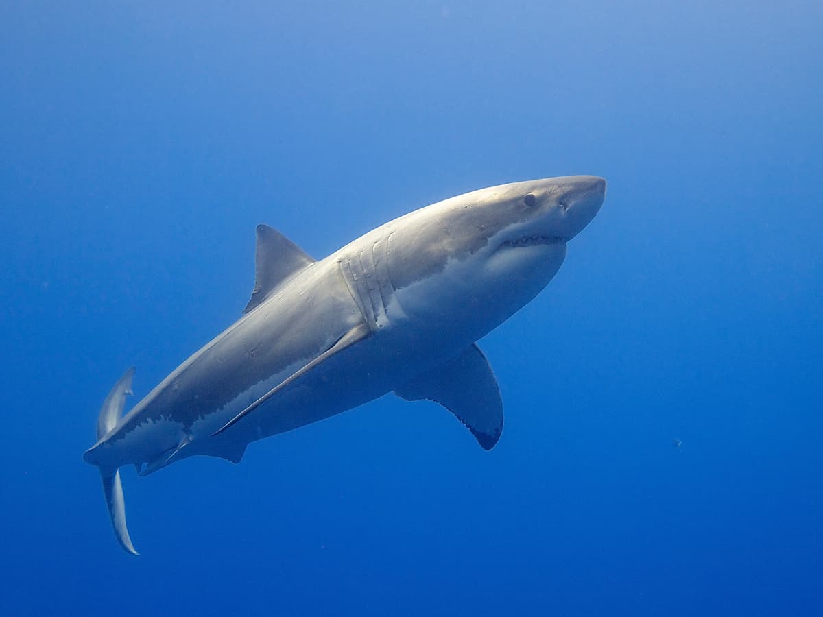Shark Summer
