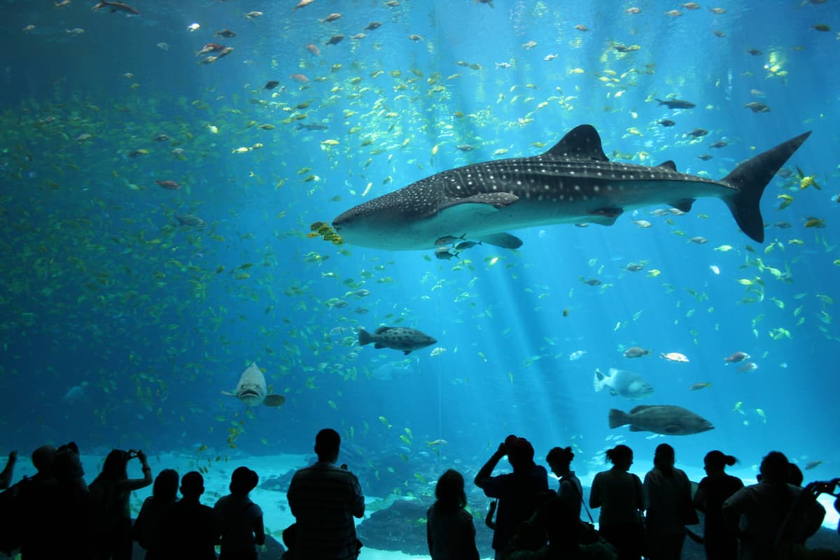 Shark Summer at Birch Aquarium