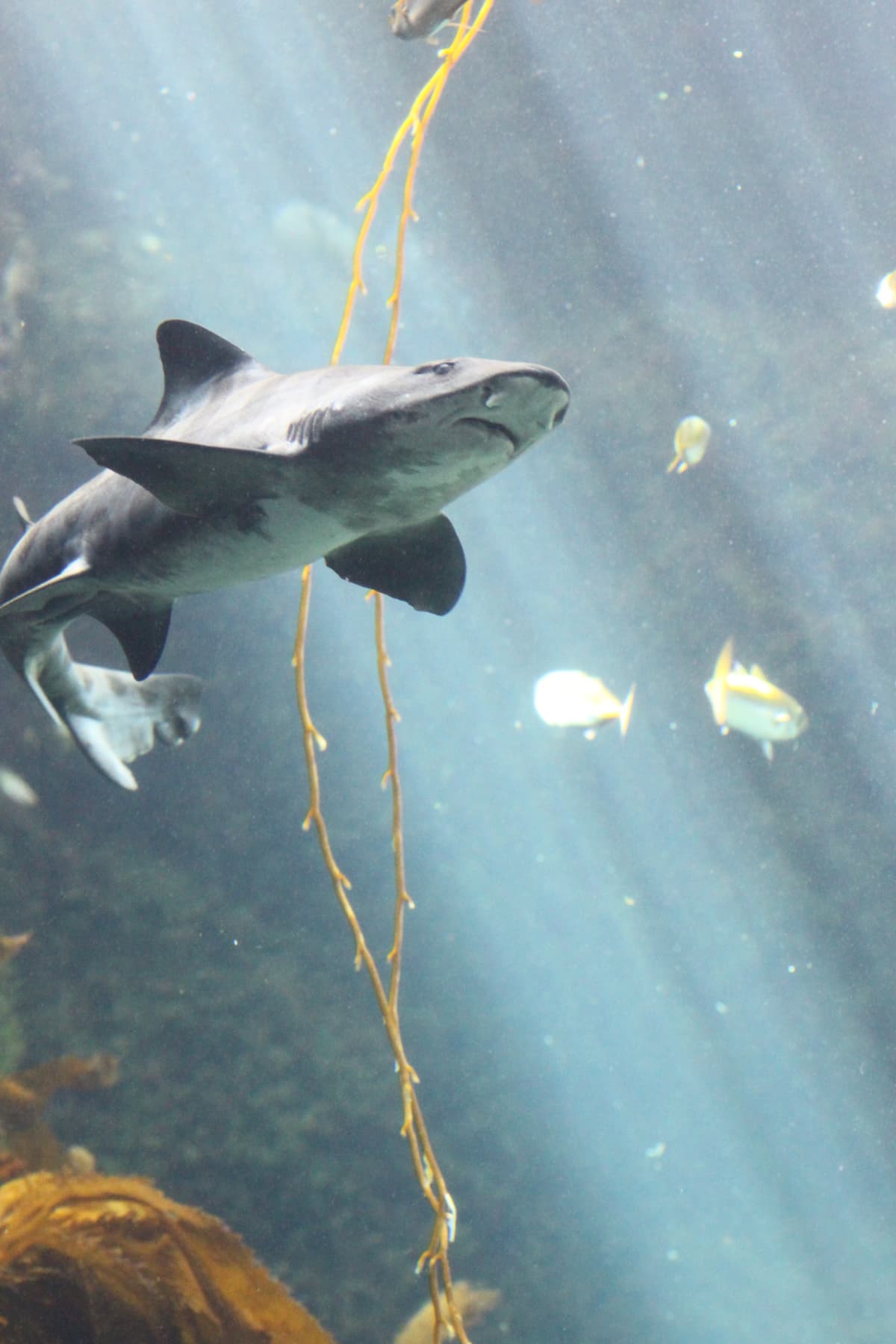 Shark Summer at Birch Aquarium